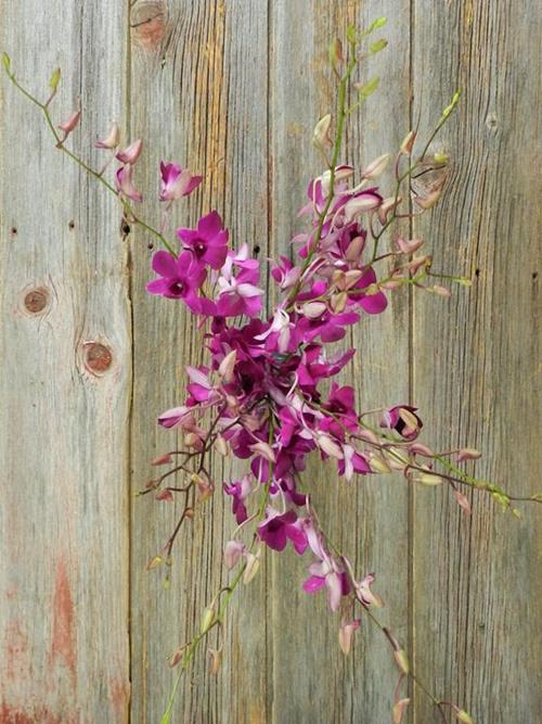 RINDA FUCHSIA DENDROBIUM ORCHIDS